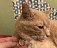 «адресник» с вашей гравировкой для собачек и кошечек