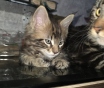 Котёнок