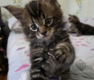 Котёнок