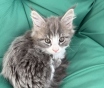 Котята мейнкун