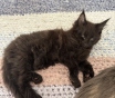 Котята мейнкун
