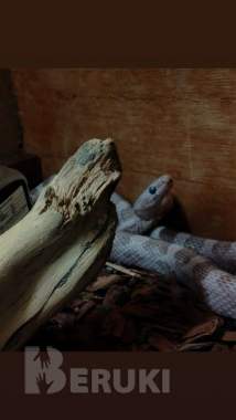 Маисовый полоз 0