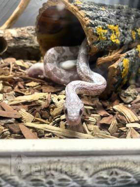 Маисовый полоз 1