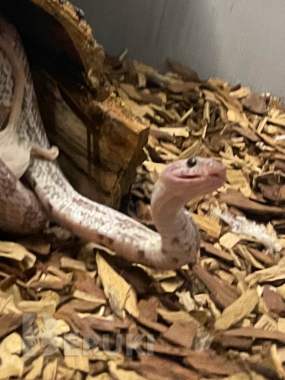 Маисовый полоз 2