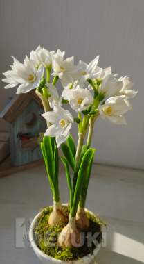 Нарциссы ручной работы 0