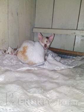 Корниш-рекс 0