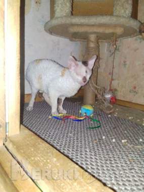 Корниш-рекс 1