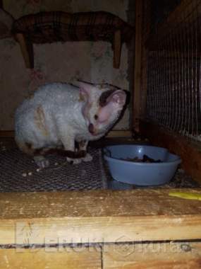 Корниш-рекс 2