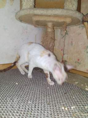 Корниш-рекс 3