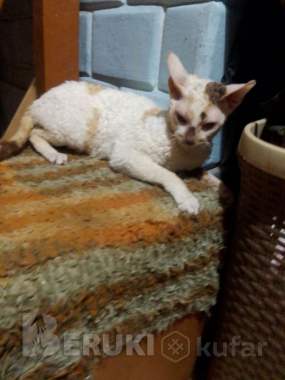 Корниш-рекс 4