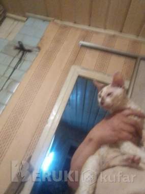 Корниш-рекс 5