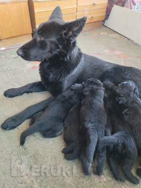 Щенки немецкой овчарки 0