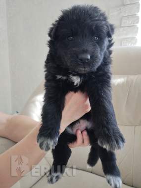 Щенки немецкой овчарки 1