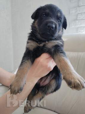 Щенки немецкой овчарки 2