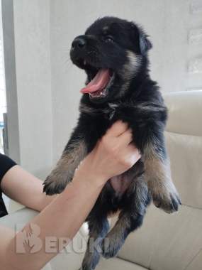 Щенки немецкой овчарки 3