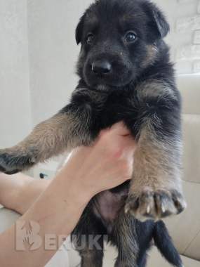 Щенки немецкой овчарки 4
