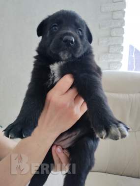 Щенки немецкой овчарки 5