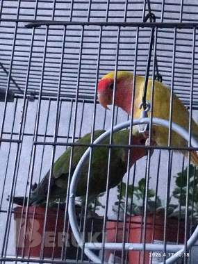 Попугаи неразлучники