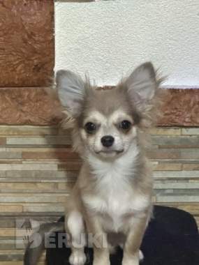 Чихуахуа щенок 0