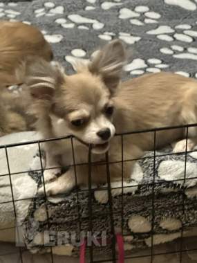 Чихуахуа щенок 1