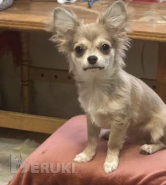 Чихуахуа щенок 2