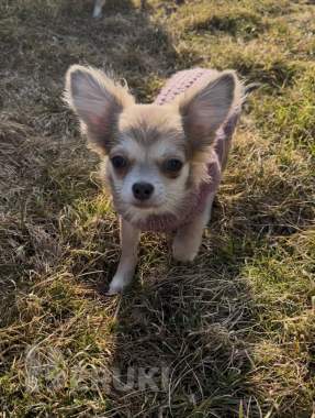 Чихуахуа щенок 3