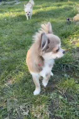 Чихуахуа щенок 4