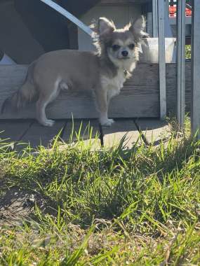 Чихуахуа щенок 5