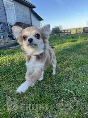 Чихуахуа щенок 6