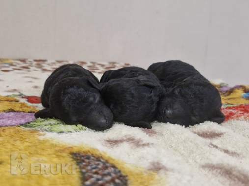 Карликовый пудель чёрного окраса щенки