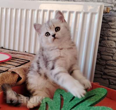 Очаровательные котята. 0