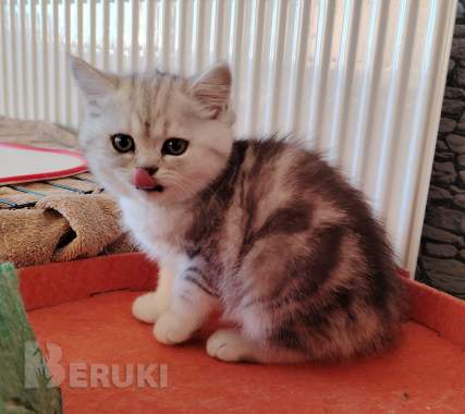 Очаровательные котята. 1