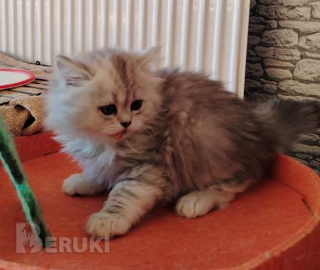 Очаровательные котята. 2