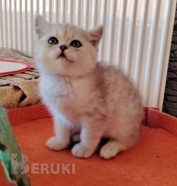 Очаровательные котята. 3