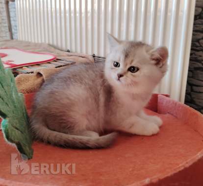 Очаровательные котята. 4