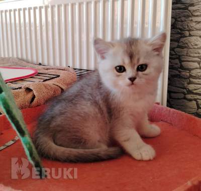 Очаровательные котята. 5