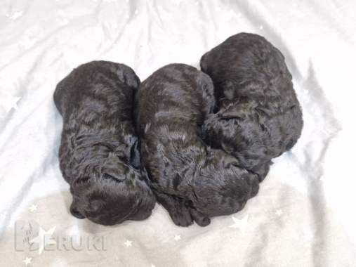 Миниатюрный пудель чёрного окраса щенки