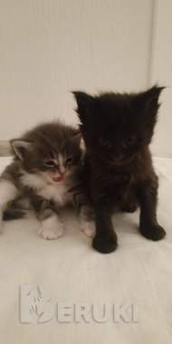 Котята мейнкун 1