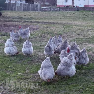 Породистые цыплята орпингтон 0