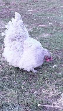 Породистые цыплята орпингтон 1