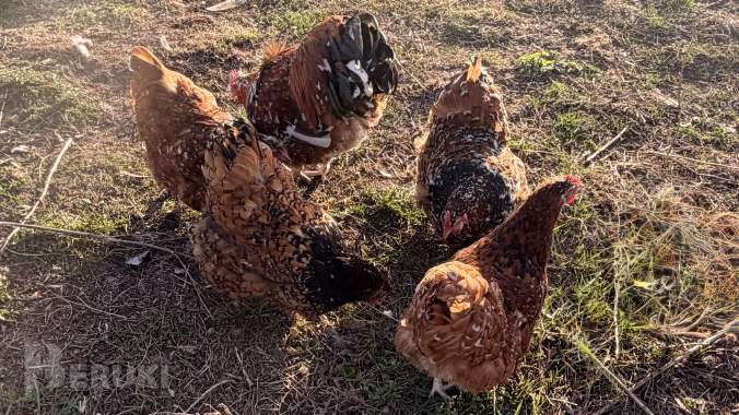 Породистые цыплята орпингтон 2