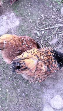 Породистые цыплята орпингтон 3