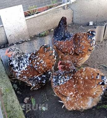 Породистые цыплята орпингтон 4
