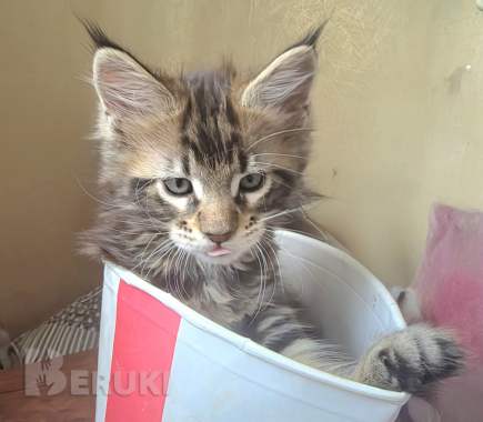 Котёнок 1