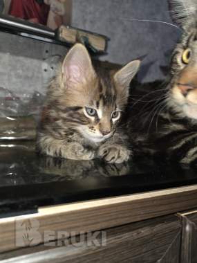 Котёнок 2