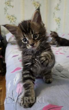 Котёнок 3