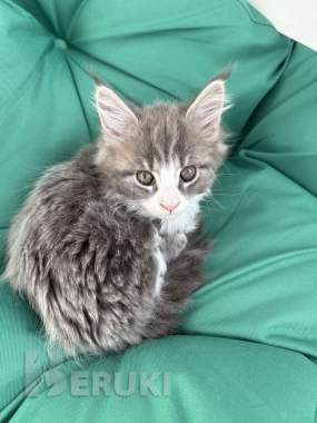 Котята мейнкун 0