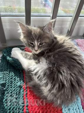 Котята мейнкун 2