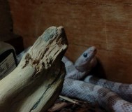 Маисовый полоз