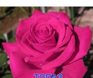 Саженцы роз